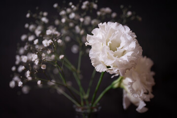 White carnation and baby's breath in dark background