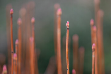 Delicate Shoots of New Beginnings
