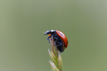 close-up of a ladybug, cute red bug crawls up the blade of grass, cute bug from the front, ladybug...