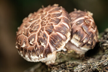 Shiitake Mushrooms Growing on Log