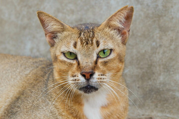 Orange Cat Close-up. Striking Orange Cat Face. Adorable Orange Tabby Portrait