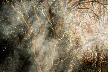 Sunlight breaking through forest mist