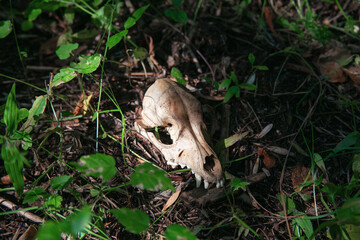 The skull of a dog or wolf lies on the ground in the leaves and grass in the forest. Remains of a fox or a wolf in the forest