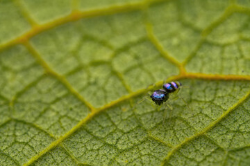 Tiny Spider on a Leaf Macro Sho. Macro Shot of an Iridescent Jumping Spider on a Green Leaf—Detailed Insect Close-up