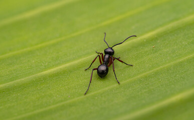 Macro Shot of Polyrhachis Black Ant on Banana Leaf – Detailed Insect Close-up in Natural Habitat