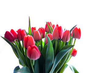 Red tulips on a white background. Tulips with green leaves. Beautiful flowers tulips in a vase