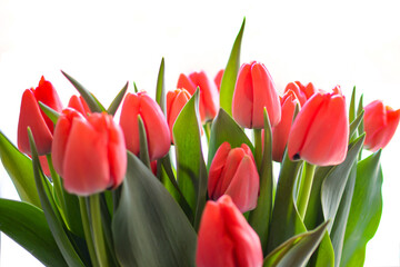 Obraz premium Red tulips on a white background. Tulips with green leaves. Beautiful flowers tulips in a vase