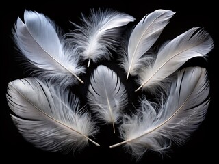 White Bird Feathers Isolated on Black Background - Elegant Nature Texture