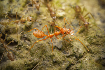 Macro Shot of Weaver Ants Communicating on Mossy Ground – Detailed Insect Close-up