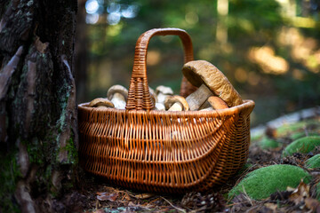 Wicker basket filled with freshly harvested porcini mushrooms near a mossy pine tree in the autumn forest. Boletus edulis foraging