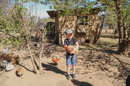 Boy in casual wear holds chicken on sunny farm day, surrounded by trees and hens