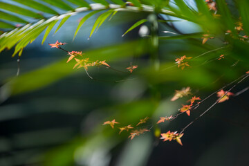 spider on a web