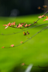 autumn leaves on a branch
