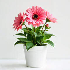 A pink Gerbera flower in a white pot with green leaves, sitting on a white surface, against a plain light gray background, soft lighting, close-up shot