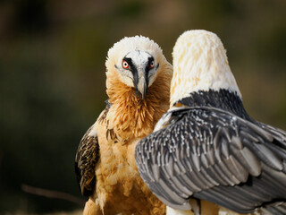 Quebrantahuesos intercambiando miradas