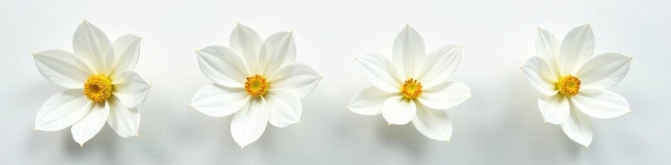 Fototapeta premium Four pristine white blooms, minimalist arrangement , wedding, bright background