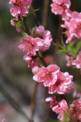 ひな祭りに飾る花