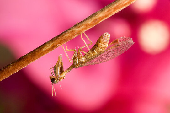 Mantis lacewing, Mantispa styriaca, Poda pagana, Mantispa pagana, Sardinia, Italy