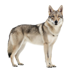Fototapeta premium Czechoslovakian Wolfdog AI Generated Image