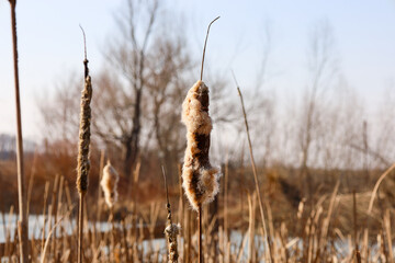 This photograph captures a close-up of cattails growing in a swamp. The cattails have distinctive...
