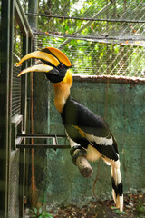 Hornbills live naturally in the open zoo in Bangkok, Thailand.