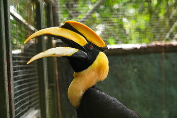 Hornbills live naturally in the open zoo in Bangkok, Thailand.