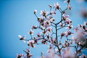 Magnolias in spring