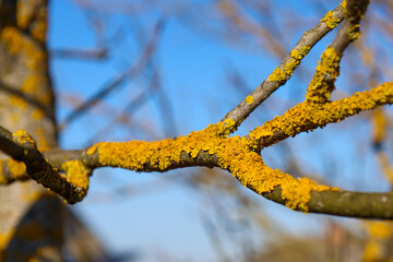 The photo shows a close-up of a tree branch covered with bright yellow lichen. The lichen has a grainy texture and densely covers the branch. In the background, a blue sky and blurred tree branches ar