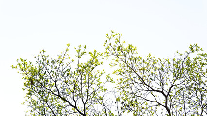 Acacia tree lush green foliage, under view. Branch with fresh leaves