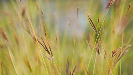 Close up of grass flower in the field with soft focus background