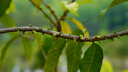 Flowering along the branches of Yellow Abiu Fruit (Pouteria caimito)