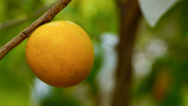 Pouteria caimito fruit on tree in farm for sell are cash crops. Abiu fruit possesses antimicrobial, antifungal, antiviral, anticancer, analgesic, antipyretic, and anti-inflammatory properties