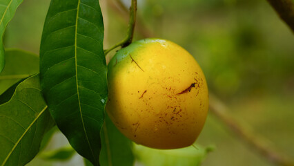 Pouteria caimito fruit on tree in farm for sell are cash crops. Abiu fruit possesses antimicrobial, antifungal, antiviral, anticancer, analgesic, antipyretic, and anti-inflammatory properties