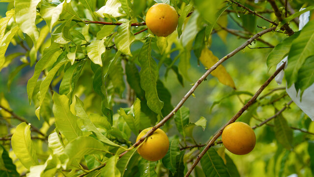 Pouteria caimito fruit on tree in farm for sell are cash crops. Abiu fruit possesses antimicrobial, antifungal, antiviral, anticancer, analgesic, antipyretic, and anti-inflammatory properties