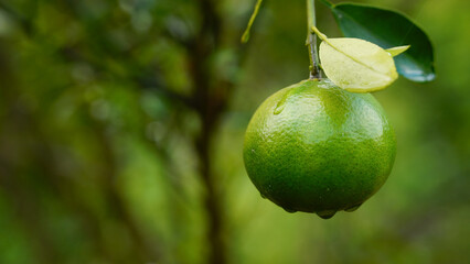 Green oranges still on the tree on the farm