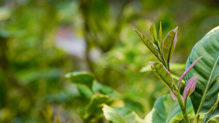 Close-up of variegated lemon leaves on a natural background.