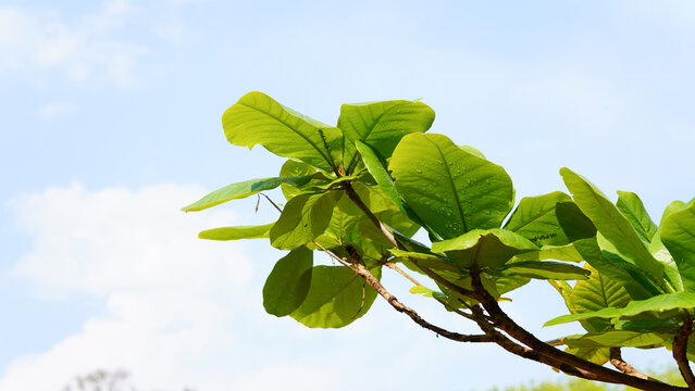 erminalia catappa is a large tropical tree in the leadwood tree family, Combretaceae,country almond, Indian almond, Malabar almond, sea almond, tropical almond, beach almond and false kamani. Hawaii