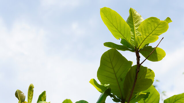 erminalia catappa is a large tropical tree in the leadwood tree family, Combretaceae,country almond, Indian almond, Malabar almond, sea almond, tropical almond, beach almond and false kamani. Hawaii