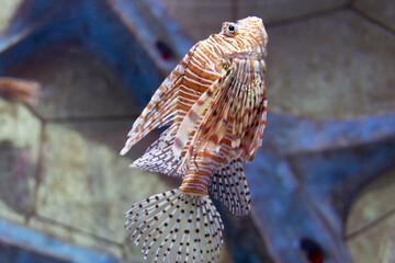 Close-up of a lionfish, photographed at an aquarium in Sanya, Hainan, China