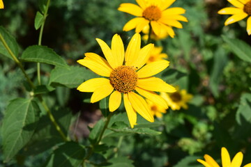 Close-Up of Blooming Yellow Heliopsis in Garden