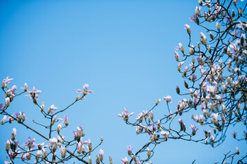 Magnolias in spring