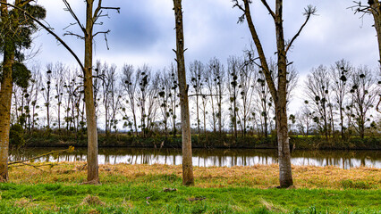 Obraz premium Loire river between Angers and Nantes close to Ancenis in France