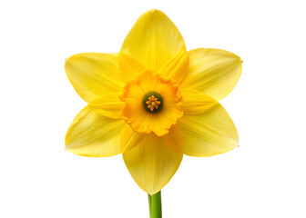 Obraz premium yellow daffodils isolated on white