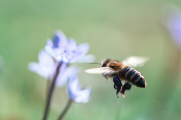 Close-up of a working bee hovering over a blue wildflower, gathering pollen in springtime