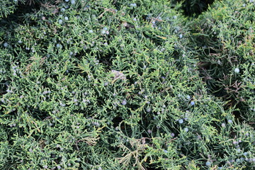 A dense cluster of evergreen shrubs with needle-like leaves. Evergreen Haven: Lush Juniper Berries Abound
