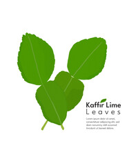 Kaffir lime leaf stock illustration