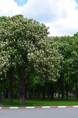 Abundant Chestnut Blooms in a Park Setting