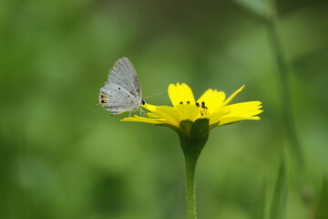 butterfly on yellow flower