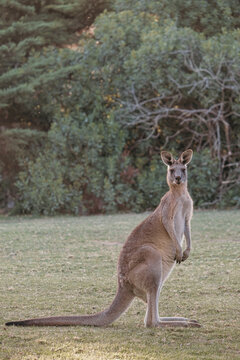 Kangaroo looks at the camera