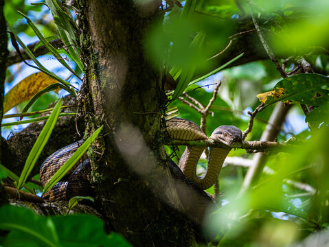 Amethystine Python snake in a tree